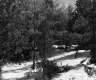Couture Property Forestland Between Berlin and Barre