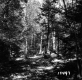 Vladyka Property Forestland on Route 4 in Fair Haven