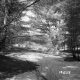 Vladyka Property Forestland on Route 4 in Fair Haven