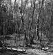 Stannard Property Forestland on Route 4 in Fair Haven