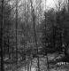 Stannard Property Forestland on Route 4 in Fair Haven
