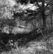 Town of Fair Haven Property Forestland Along Route 4