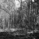 Holden Property Forestland on Route 4 in Fair Haven