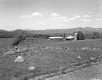 Farm Buildings and Grazing Cattle