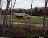 Building with Birch Trees