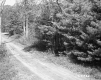 Dirt Road and Forest