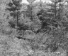 Forest Area with Fallen Tree