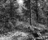 Forest Area with Fallen Trees