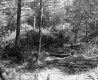 Forest Area with Fallen Tree Material