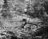Fallen Tree and Stump in Forest Area