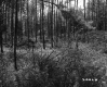 Fallen Trees in Forest Area