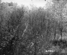 Trees and Forest Plants