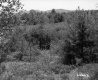 Trees and Plants with Mountain View