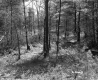 Trees and Plants in Forest