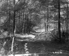 Dirt Road and Forest Area