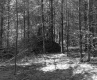 Forest with Mound of Fallen Trees