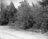 Dirt Road Lined by Forest
