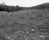 Field and Forest