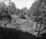 Two Stumps in Area of Conifer Trees