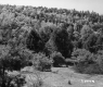 Forest and Clearing
