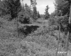 Fallen Trees and Tree Material in Area of Conifers