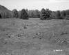 Field with Tree Branches and Forest in Distance