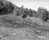 Tree Branch Pile Next to Forest