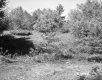 Forest Area