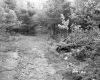 Dirt Road Lined by Forest with Fallen Tree