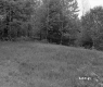 Field and Forest with Conifer and Deciduous Trees
