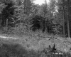 Fallen Tree and Stumps in Clearing