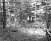 Forest Area with Trees and Plants