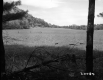 Vast Field Lined by Forest