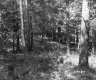 View of Forest 