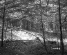 View of Forest and Clearing