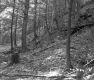 Forest on Hillside
