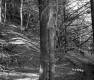 Bare Trees in Forest on Hillside