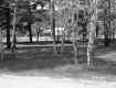 Trees and Fence with Dwelling