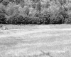 Field with Forest in Distance