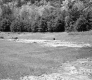 Field with Sand and Forest