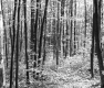 Forest Area with Narrow Trees and Leafy Plants