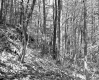 Forest Area on Hillside