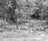 View of Woods with Wooden Pole