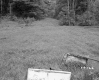 Field with Forest and Trail