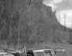 Wooden Debris, Forest, and Utility Tower