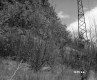 Forest and Utility Tower