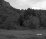 Field and Forest with Rocks