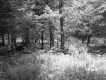 Trees and Ferns