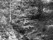 View of Forest with Leafy Trees