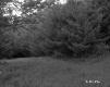 Field and Forest Area